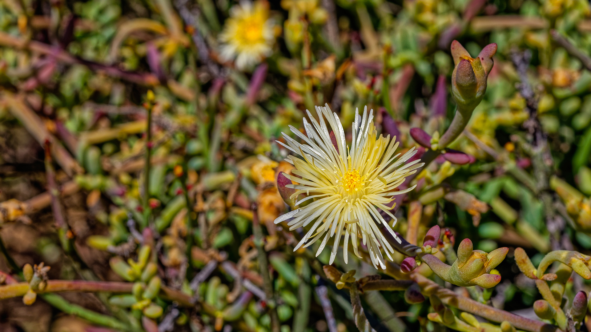Premium Sceletium Tortuosum Extract growing in South Africa
